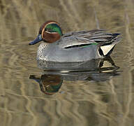 Eurasian Teal