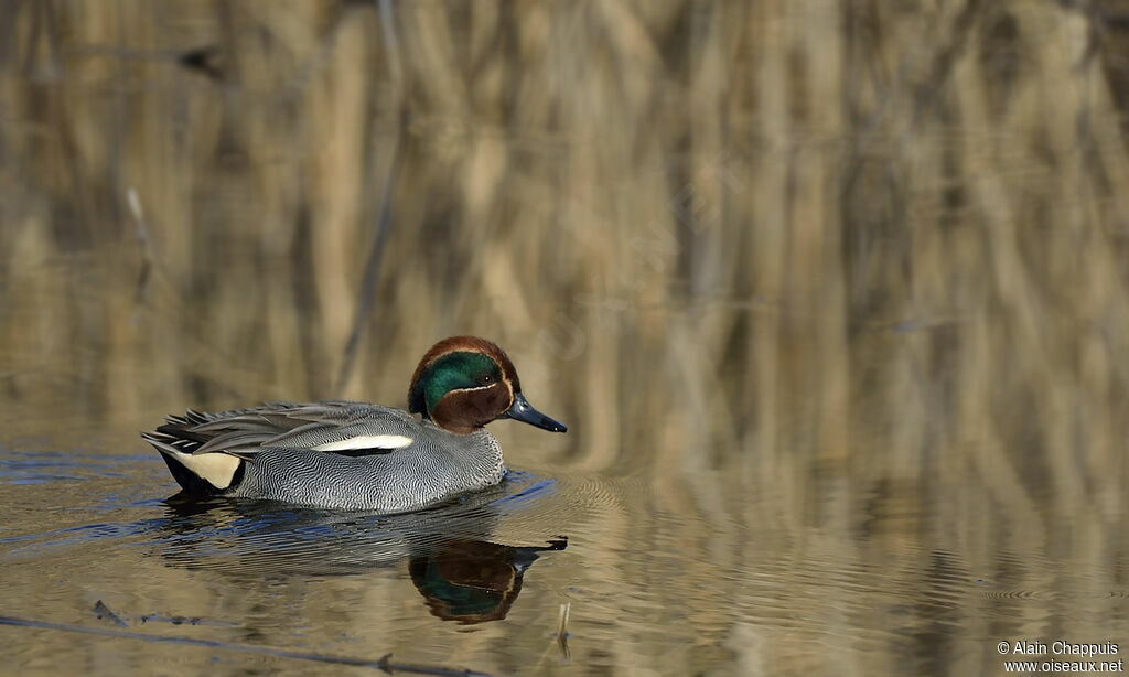 Sarcelle d'hiver, identification, Comportement