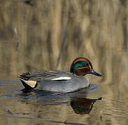 Eurasian Teal