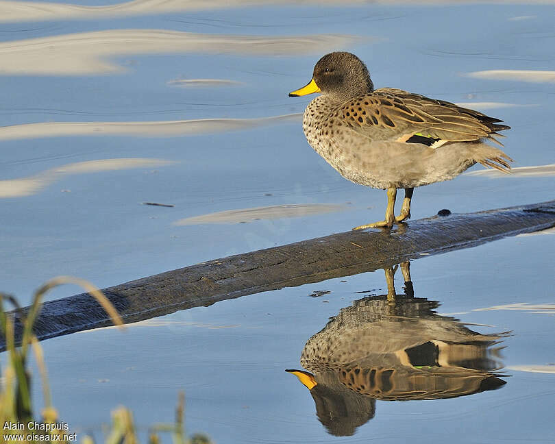 Yellow-billed Teal female adult, identification, Behaviour