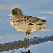 Yellow-billed Teal