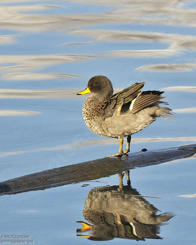 Yellow-billed Teal female adult, identification