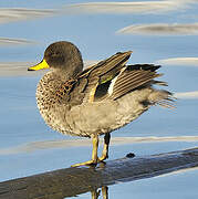 Yellow-billed Teal