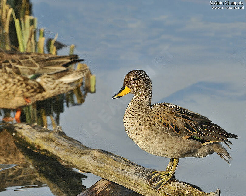 Yellow-billed Teal female adult, identification, Behaviour