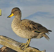 Yellow-billed Teal