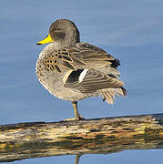 Yellow-billed Teal