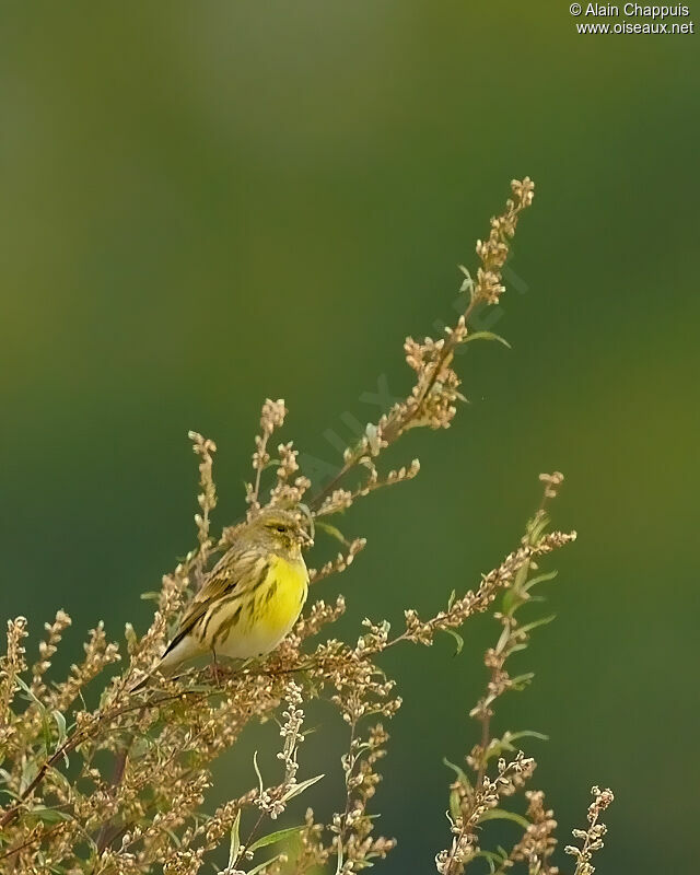 European Serinadult post breeding, identification, Behaviour