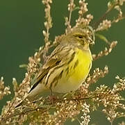 European Serin