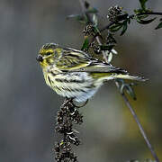 European Serin