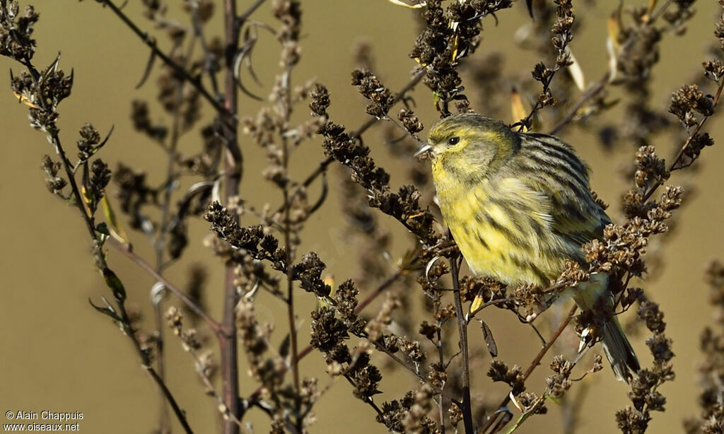 Serin ciniadulte, identification, régime