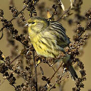 European Serin