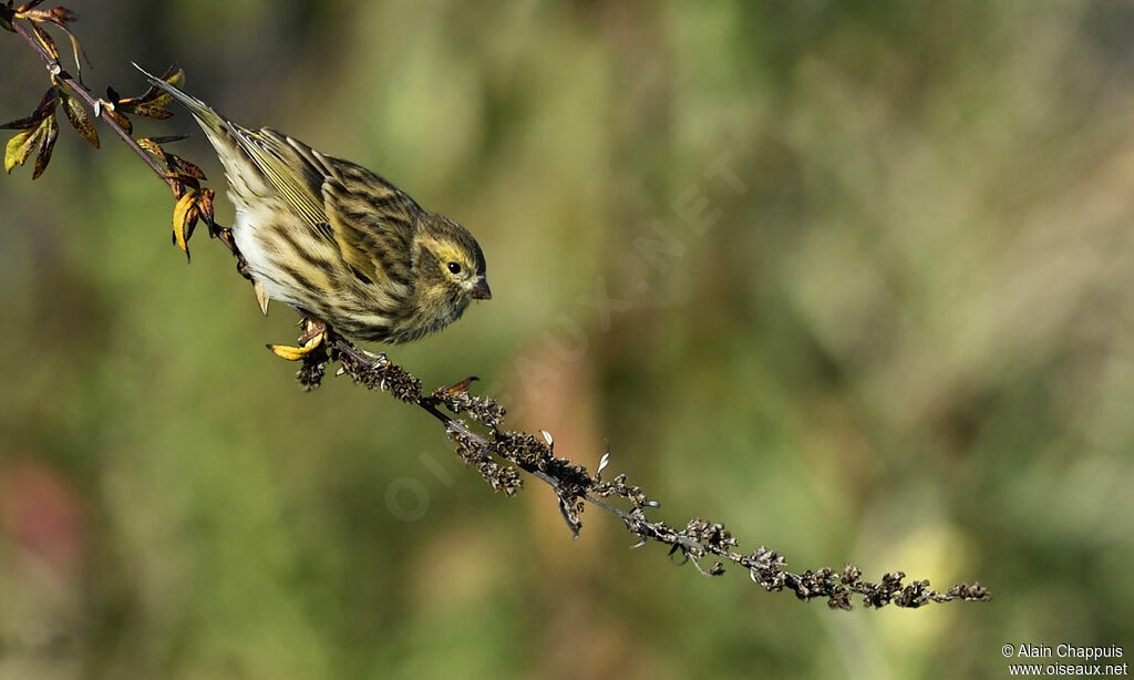 European Serin, identification, Behaviour