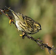 European Serin