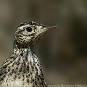 Dupont's Lark