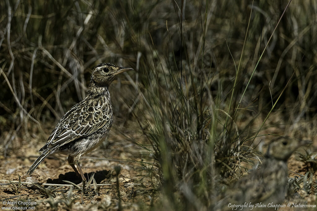 Dupont's Larkadult breeding, courting display