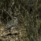 Sirli de Dupont