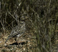 Dupont's Lark