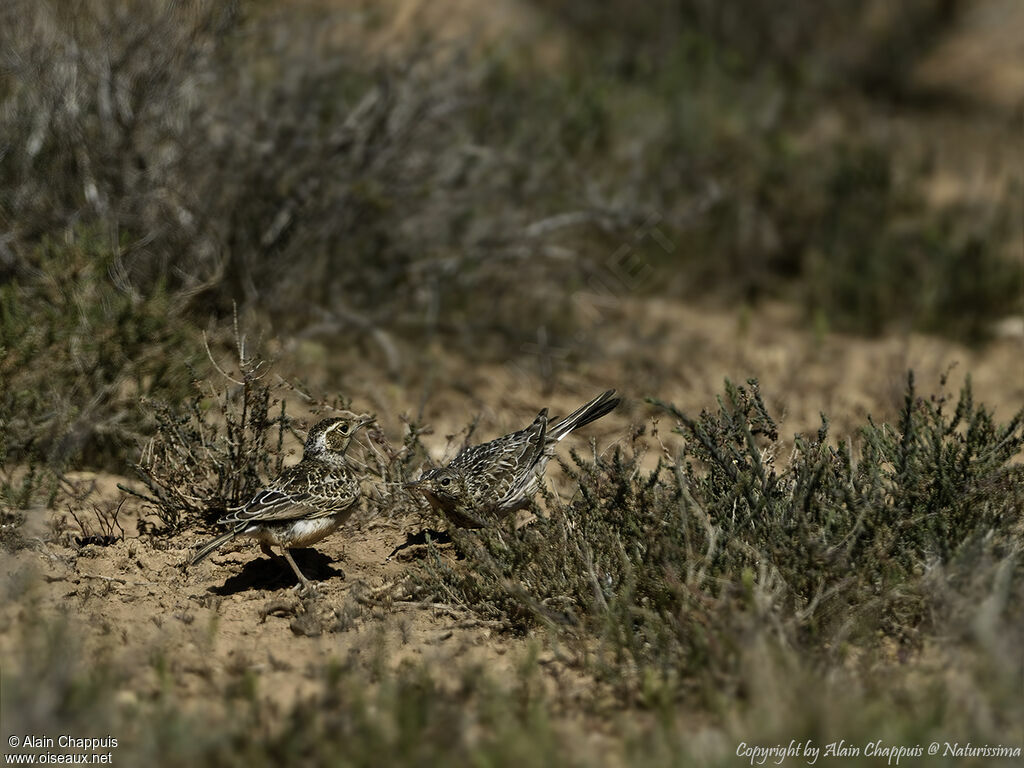 Dupont's Lark, identification, courting display