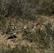 Dupont's Lark