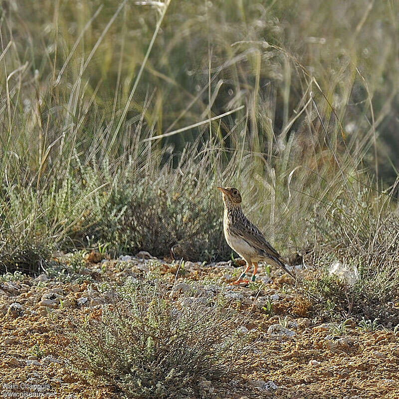 Dupont's Larkadult, Behaviour