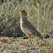 Dupont's Lark