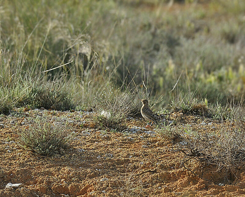 Dupont's Lark