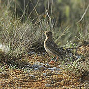 Dupont's Lark