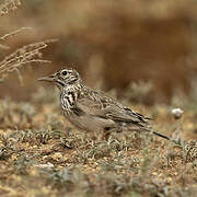 Dupont's Lark