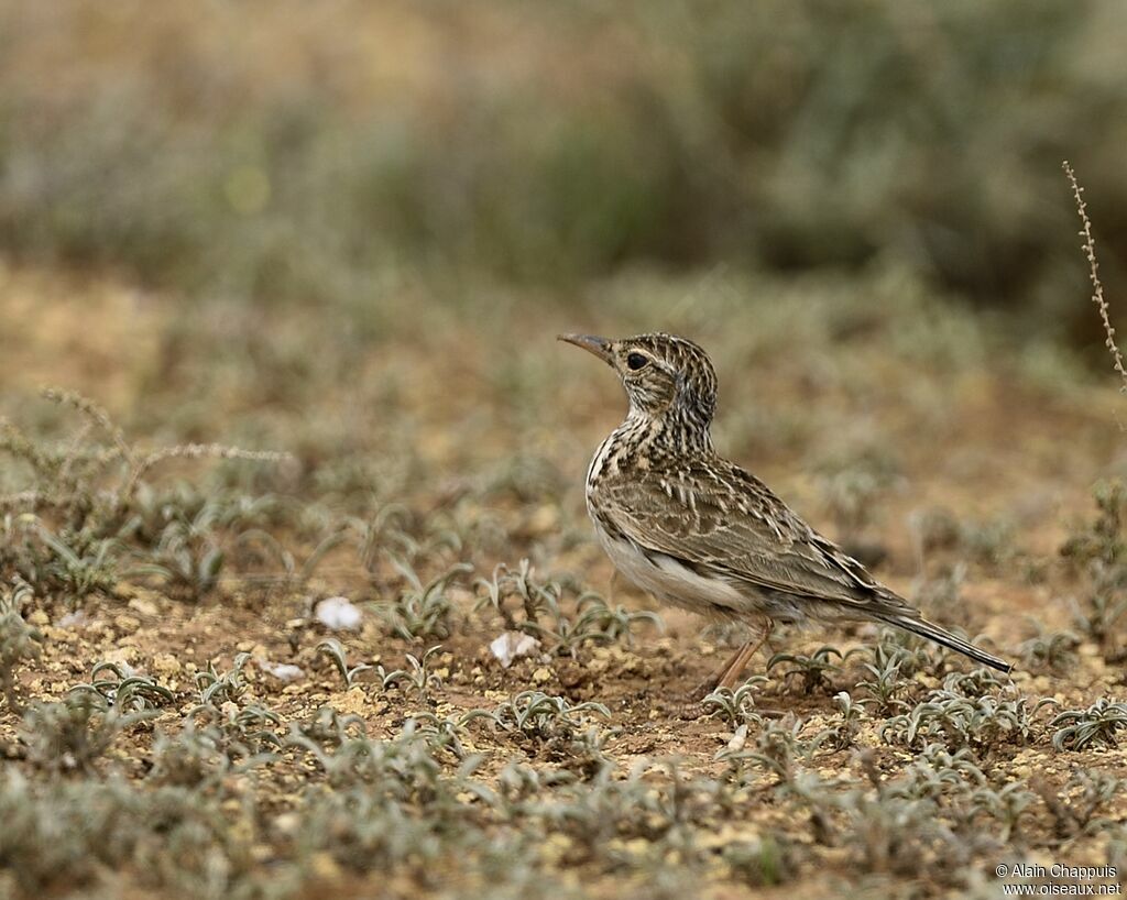 Dupont's Larkadult, identification, Behaviour