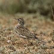 Dupont's Lark