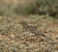 Dupont's Lark