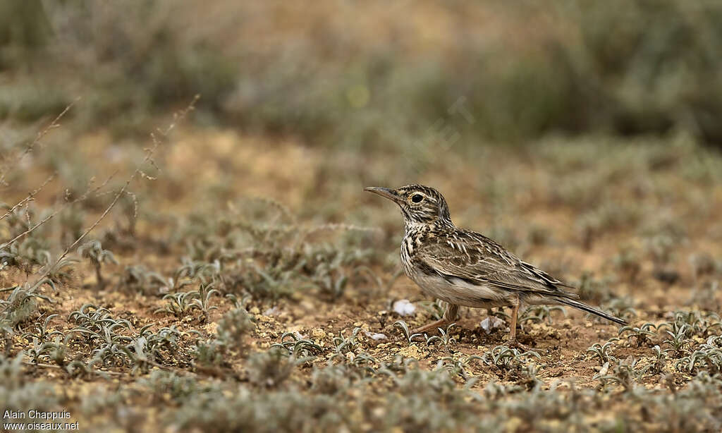 Dupont's Larkadult breeding, identification, walking