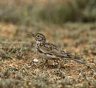 Dupont's Lark