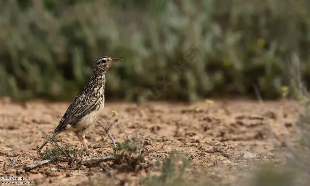 Dupont's Larkadult breeding, identification, walking, feeding habits, eats