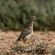 Dupont's Lark