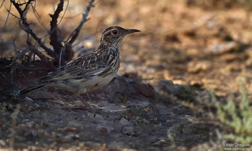 Dupont's Larkadult, identification, close-up portrait, habitat, walking