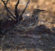 Dupont's Lark