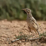 Dupont's Lark