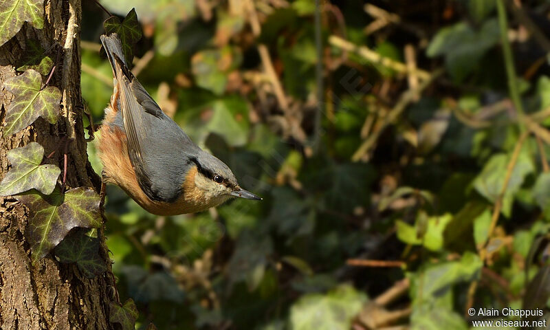 Sittelle torchepotadulte, identification, Comportement