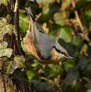 Eurasian Nuthatch