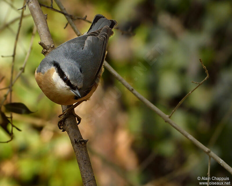 Sittelle torchepotadulte, identification, Comportement