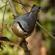 Eurasian Nuthatch