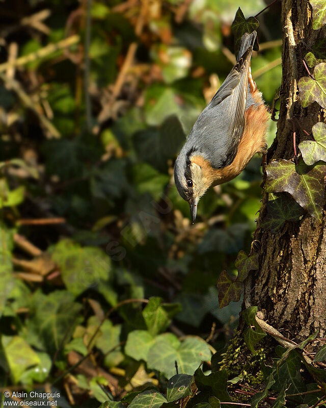 Sittelle torchepotadulte, identification, Comportement