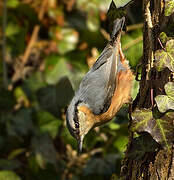 Eurasian Nuthatch