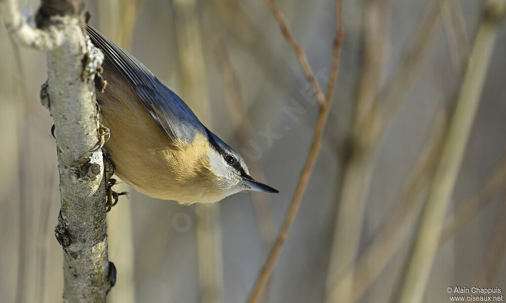 Eurasian Nuthatchadult, identification, Behaviour