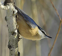 Eurasian Nuthatch