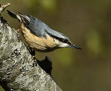 Eurasian Nuthatch