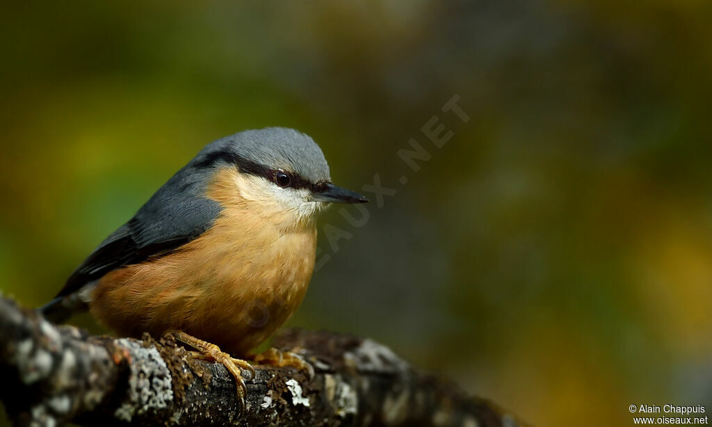 Sittelle torchepotadulte, identification, portrait