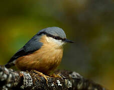 Eurasian Nuthatch