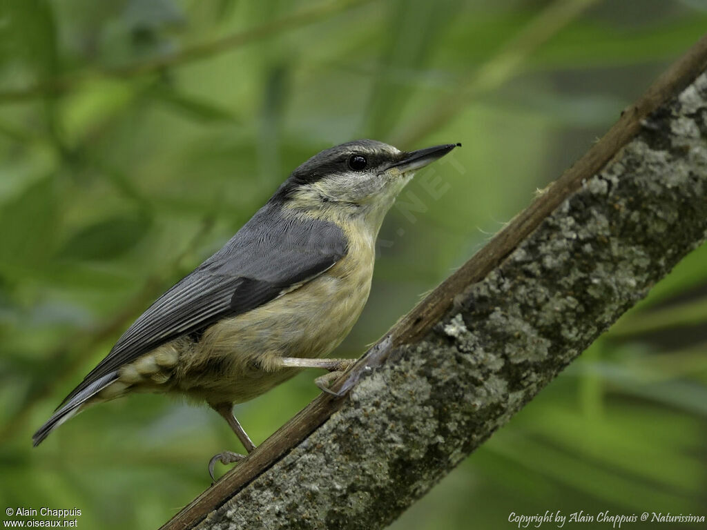 Eurasian Nuthatchadult, identification, close-up portrait